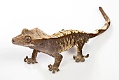 New Caledonian crested gecko