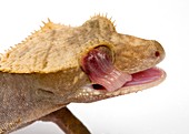 New Caledonian crested gecko