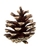 Open pine cone