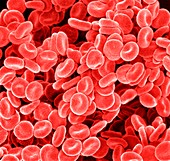 Red blood cells,SEM