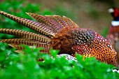 Common pheasants