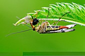 Scorpion fly feeding on a fly