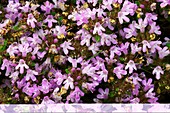 Wild Thyme (Thymus serpyllum)