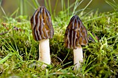 Morel (Mitrophora semilibera) mushrooms