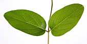 Honeysuckle (Lonicera sp.) leaves