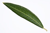 Olive (Olea europaea) tree leaf