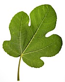 Common fig (Ficus carica) tree leaf