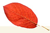Amelanchier canadensis leaf