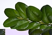 Boxwood (Buxus sempervirens) leaves