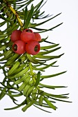 Yew (Taxus baccata) leaves and berries