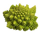 Romanesco cauliflower (Brassica oleracea)