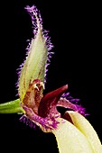 Orchid (Bulbophyllum fascinator)