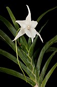 Angraecum sesquipedale