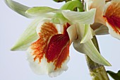 Orchid (Dendrobium williamsonii)