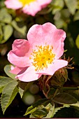 Dog Rose (Rosa canina)