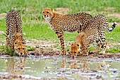 Cheetahs at a watering hole