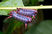 Tropical caterpillars