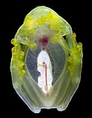 Glass frog