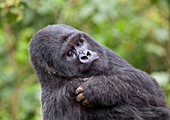 Mountain gorilla