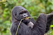 Mountain gorilla