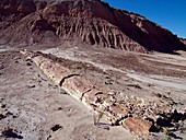 Petrified forest,Argentina