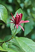 Calycanthus floridus