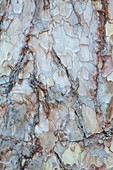 Pinus nigra ssp pallasiana