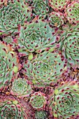 Sempervivum calcareum 'Greenii'