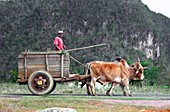 Bullock cart,Cuba