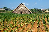 Tobacco field and drying house,Cuba