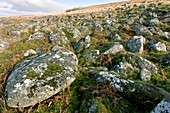 Granite rocks on a hillside