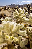 Cholla (Cylindropuntia bigelovii) cactus