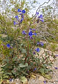 Desertbells (Phacelia campanularia)