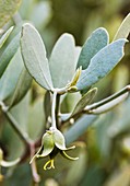 Jojoba (Simmondsia chinensis) flowers