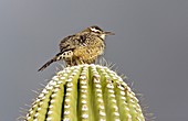 Cactus wren on a cactus