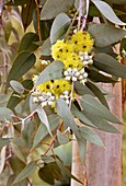 Eucalyptus woodwardii in flower