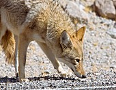 Coyote at a roadside