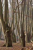Ancient beech woodland,UK