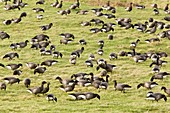 Brent geese grazing