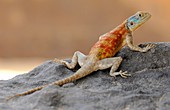 Agama lizard,Algerian Sahara