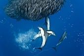 Dolphins hunting mackerel