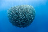 Blue jack mackerel bait ball