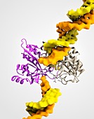 EcoRV restriction enzyme molecule