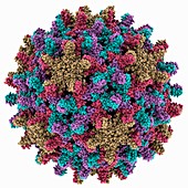 Hepatitis B virus capsid,molcular model