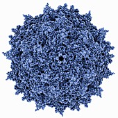 Adeno-associated virus capsid