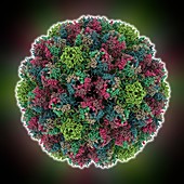 Avian polyomavirus capsid