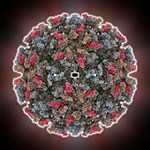 Sindbis virus capsid,molecular model