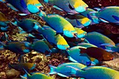 Parrotfish on a reef