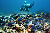 Diver with parrotfish