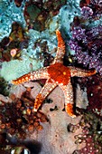 Necklace starfish